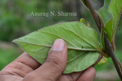 Ceropegia hirsuta